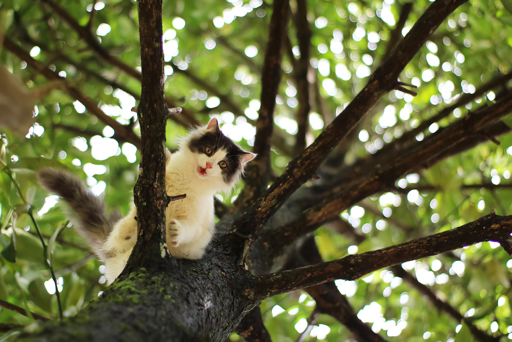 A fluffy black and white cat is perched on a tree branch, looking down with its mouth open—perhaps meowing for help or curious about the world below. Green leaves and sunlight fill the background, creating a scene that would make any tree service professional appreciate the sturdy branches supporting such an adventurous feline.