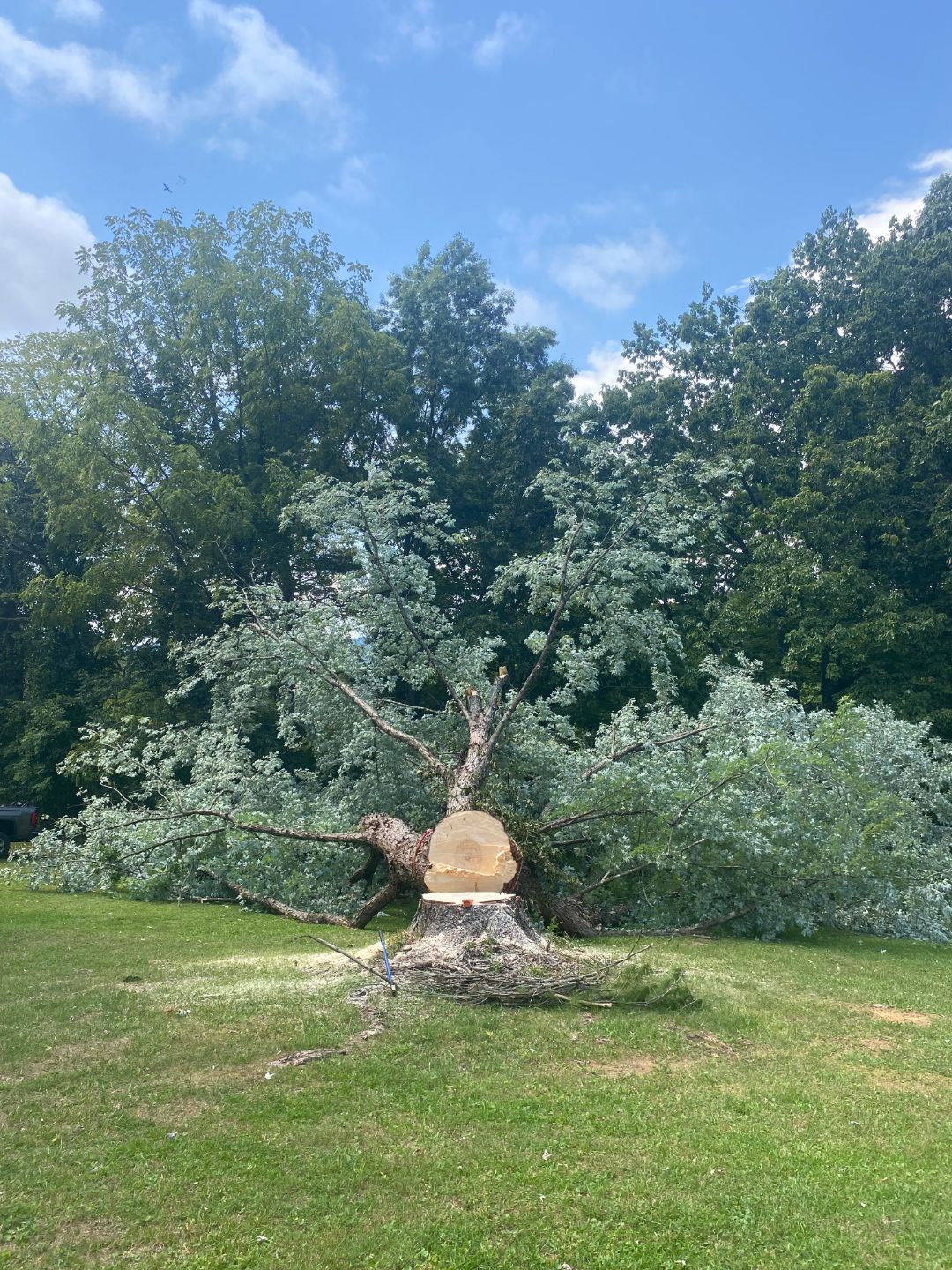 A large tree has been cut down, with its trunk sawed cleanly and branches spread out on the grass, surrounded by other standing trees under a partly cloudy sky.