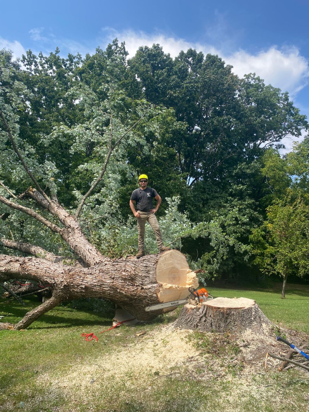 A person wearing a yellow helmet stands on a large fallen tree trunk beside a tree stump in a grassy area, with sawdust and a chainsaw visible nearby.