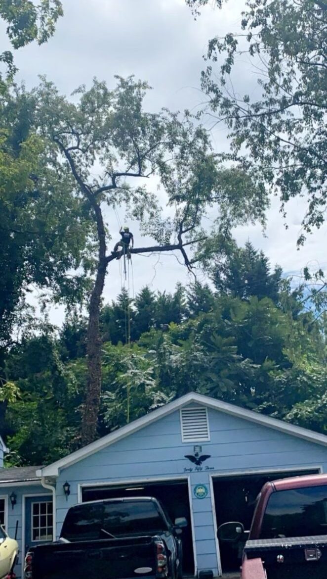 A person wearing safety gear is cutting branches high up in a tree above a light blue garage with trucks parked in the driveway.