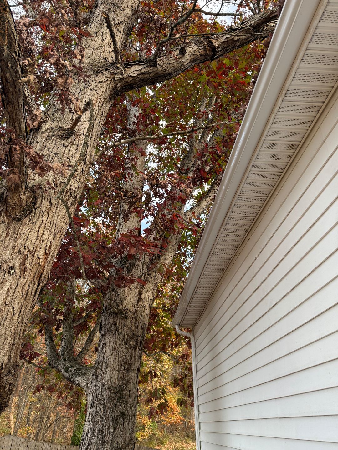 Large tree with autumn leaves stands next to the side of a white house with vinyl siding and a sloped roof.